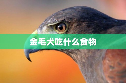 金毛犬吃什么食物