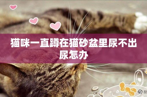 貓咪一直蹲在貓砂盆里尿不出尿怎辦