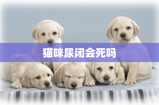 貓咪尿閉會死嗎