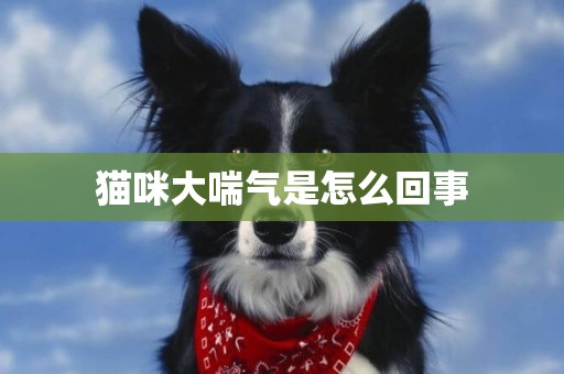 貓咪大喘氣是怎么回事