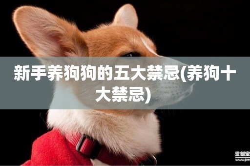 新手養狗狗的五大禁忌(養狗十大禁忌) 