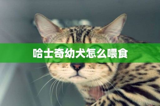 哈士奇幼犬怎么喂食