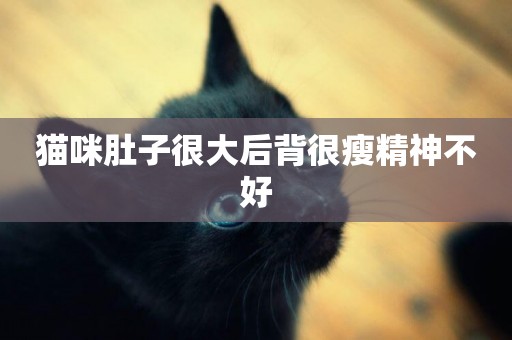 貓咪肚子很大后背很瘦精神不好