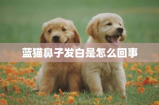 藍貓鼻子發白是怎么回事