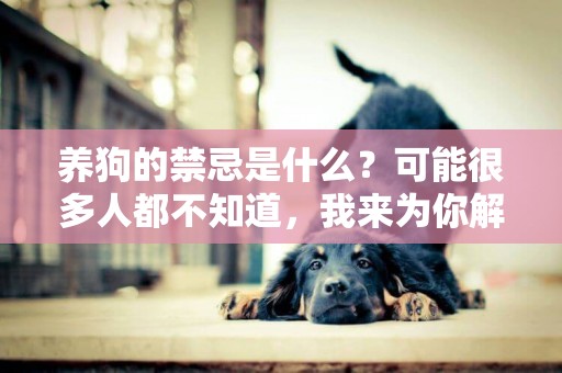 養狗的禁忌是什么？可能很多人都不知道，我來為你解答一下 