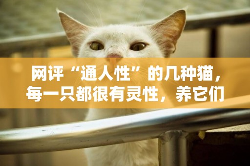 網評“通人性”的幾種貓，每一只都很有靈性，養它們準沒錯 