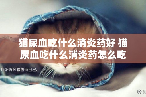 貓尿血吃什么消炎藥好 貓尿血吃什么消炎藥怎么吃