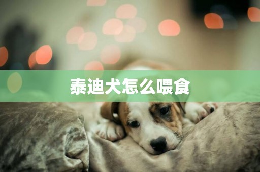 泰迪犬怎么喂食
