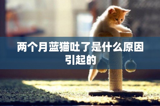 兩個月藍貓吐了是什么原因引起的
