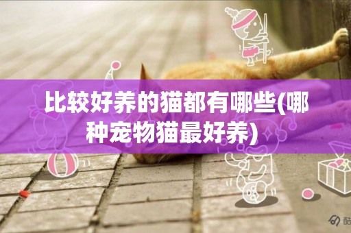比較好養的貓都有哪些(哪種寵物貓最好養) 