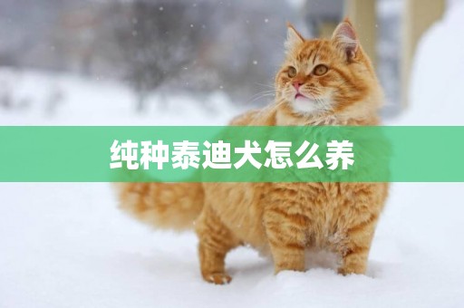 純種泰迪犬怎么養