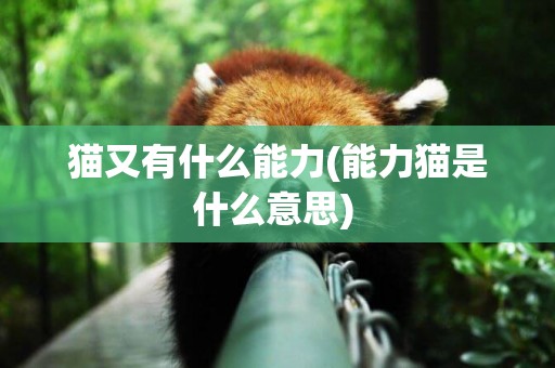 貓又有什么能力(能力貓是什么意思) 