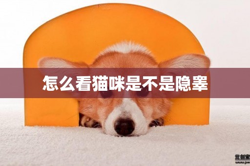 怎么看貓咪是不是隱睪