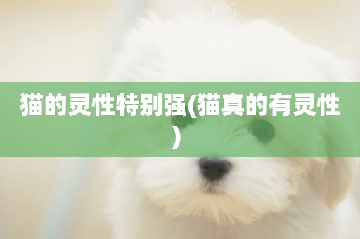 貓的靈性特別強(貓真的有靈性) 