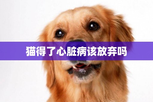 貓得了心臟病該放棄嗎