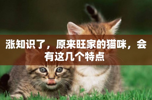 漲知識了，原來旺家的貓咪，會有這幾個特點 