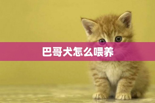 巴哥犬怎么喂養