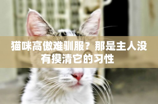 貓咪高傲難馴服？那是主人沒有摸清它的習性 