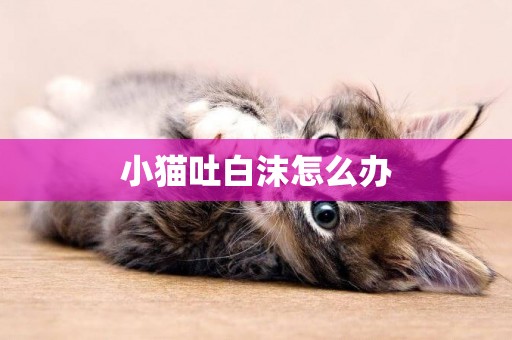小貓吐白沫怎么辦