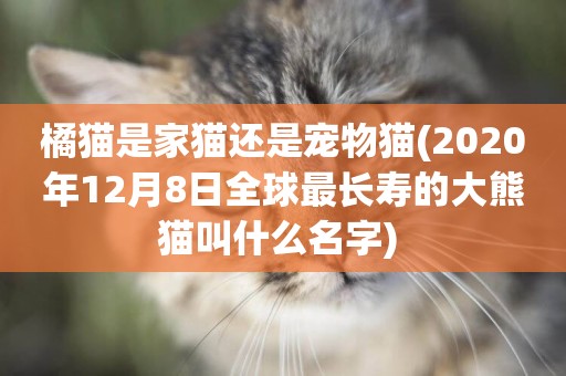 橘貓是家貓還是寵物貓(2020年12月8日全球最長壽的大熊貓叫什么名字) 