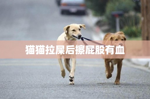 貓貓拉屎后擦屁股有血