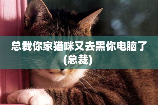 總裁你家貓咪又去黑你電腦了(總裁) 