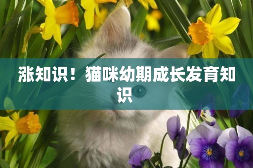 漲知識！貓咪幼期成長發育知識 