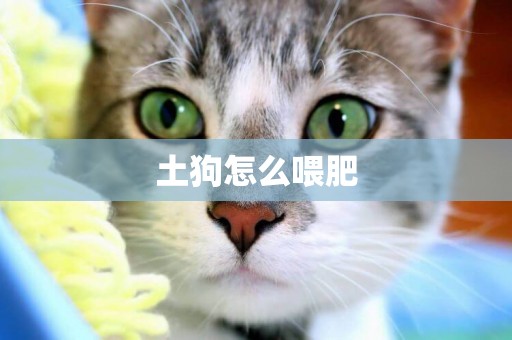 土狗怎么喂肥