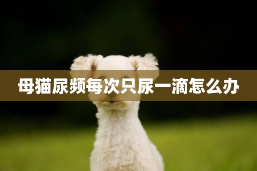 母貓尿頻每次只尿一滴怎么辦