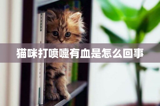 貓咪打噴嚏有血是怎么回事