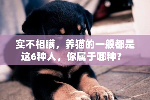 實不相瞞，養貓的一般都是這6種人，你屬于哪種？ 
