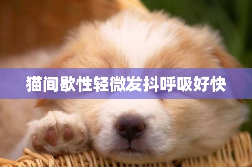 貓間歇性輕微發抖呼吸好快