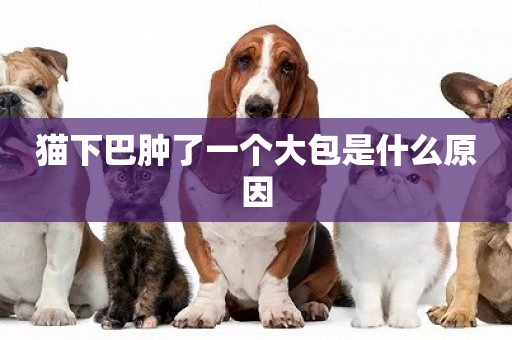 貓下巴腫了一個大包是什么原因