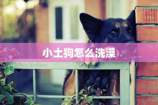 小土狗怎么洗澡
