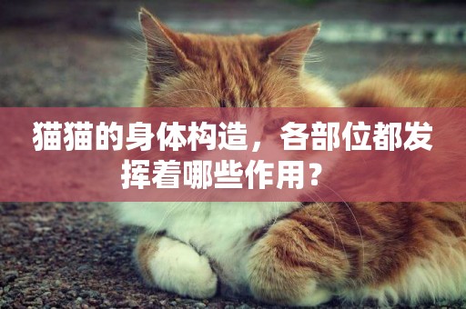 貓貓的身體構造，各部位都發揮著哪些作用？ 