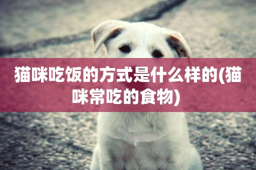 貓咪吃飯的方式是什么樣的(貓咪常吃的食物) 