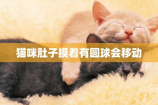 貓咪肚子摸著有圓球會移動