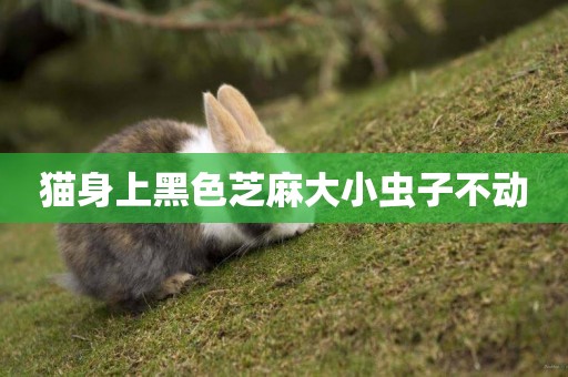 貓身上黑色芝麻大小蟲子不動
