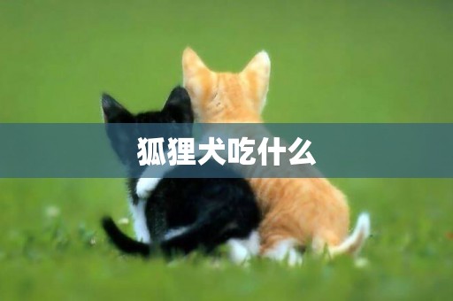 狐貍犬吃什么