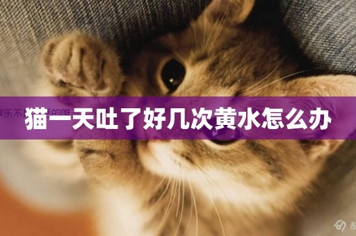 貓一天吐了好幾次黃水怎么辦