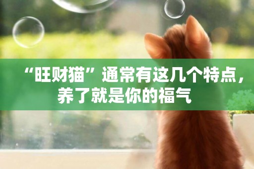 “旺財貓”通常有這幾個特點，養了就是你的福氣 