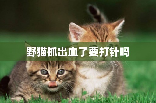 野貓抓出血了要打針嗎