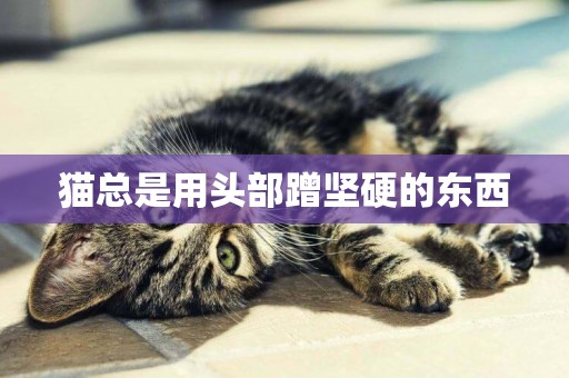 貓總是用頭部蹭堅硬的東西