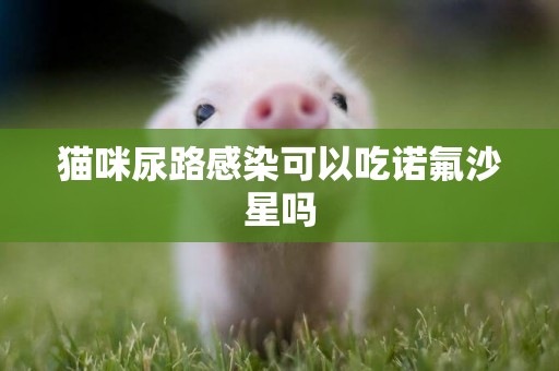 貓咪尿路感染可以吃諾氟沙星嗎