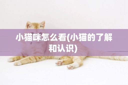 小貓咪怎么看(小貓的了解和認識) 