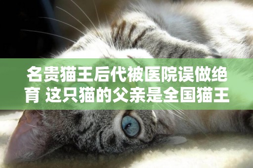 名貴貓王后代被醫院誤做絕育 這只貓的父親是全國貓王