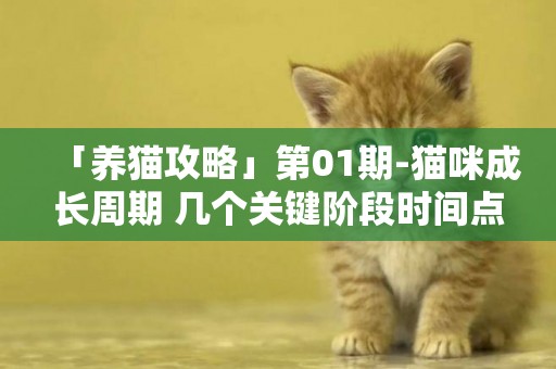 「養貓攻略」第01期-貓咪成長周期 幾個關鍵階段時間點的注意事項 