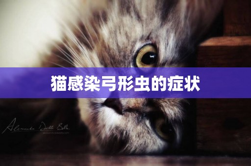 貓感染弓形蟲的癥狀