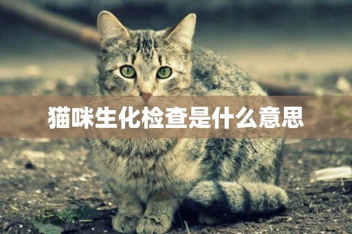 貓咪生化檢查是什么意思