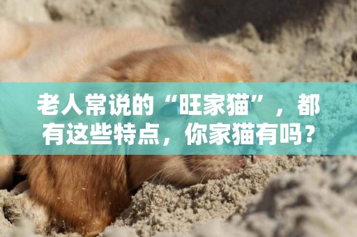 老人常說的“旺家貓”，都有這些特點，你家貓有嗎？ 